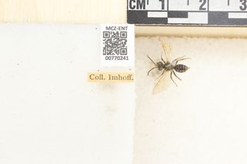 Media type: image;   Entomology 770241 Aspect: Labels